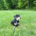 Rescue Dog Adoption in Advance, North Carolina