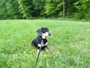 Rescue Dog Adoption in Advance, North Carolina