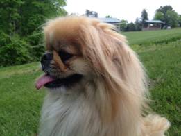 Puppies for Adoption in Mocksville, North Carolina