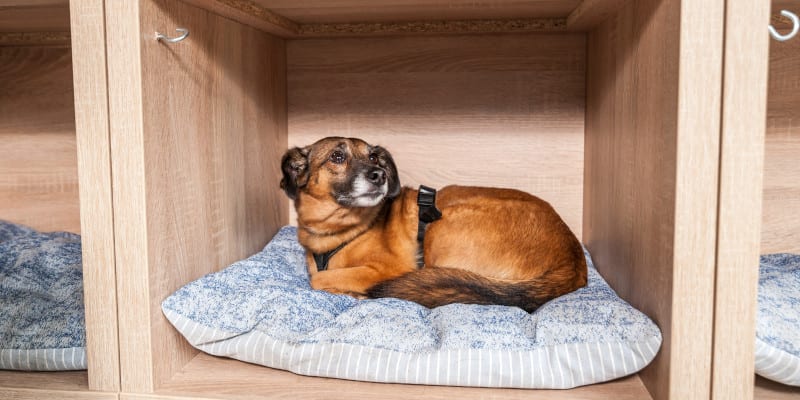 Dog Adoption in Clemmons, North Carolina