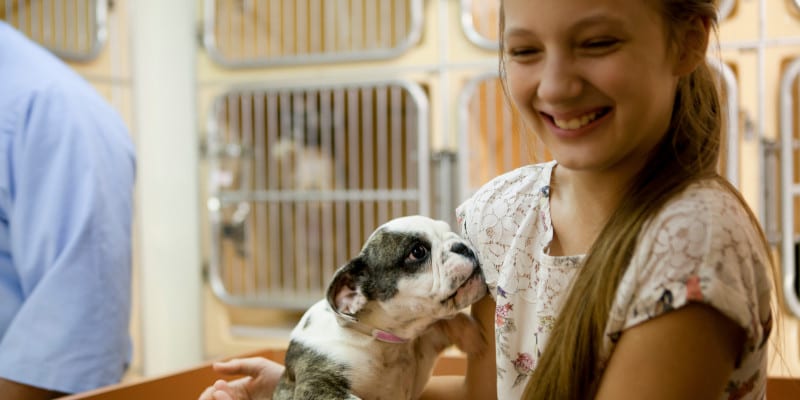 Animal Adoption in Clemmons, North Carolina