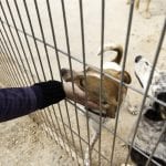 Dog Donation in Winston-Salem, North Carolina