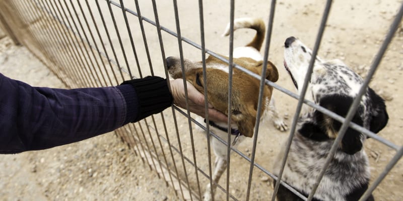 Dog Donation in Advance, North Carolina