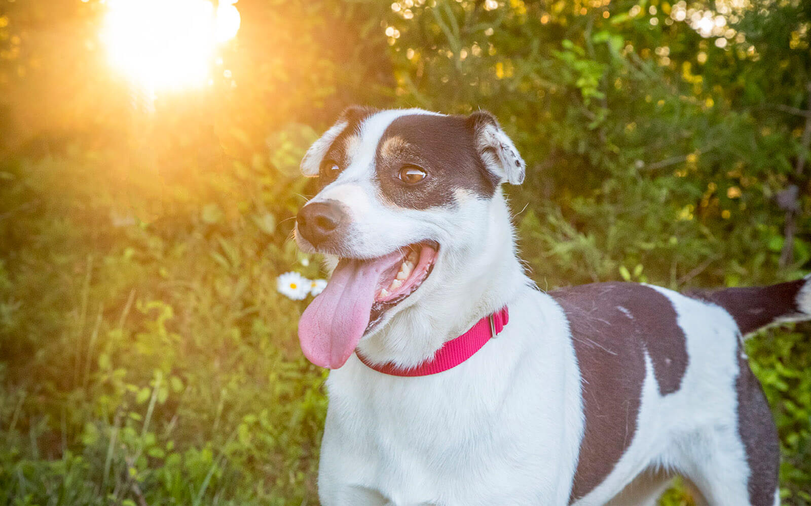 Godbey Creek Canine Rescue