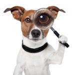 Adoption Application in Advance, North Carolina