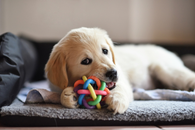 Benefits of Pet Daycare for Puppies