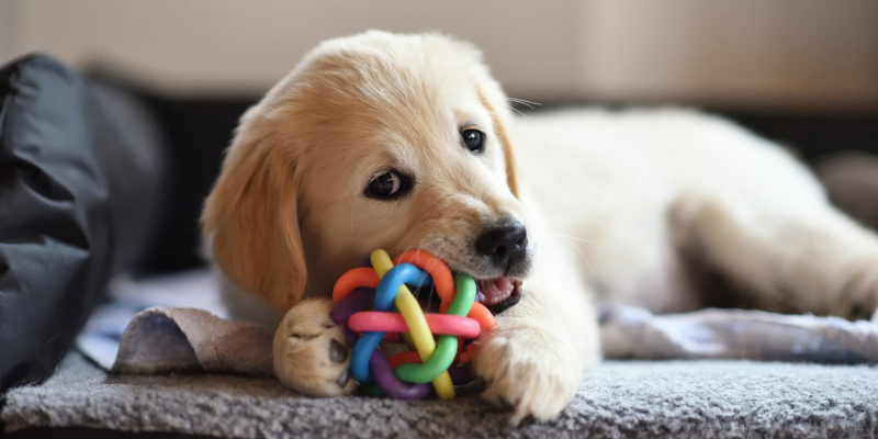 pet daycare at a quality boarding facility