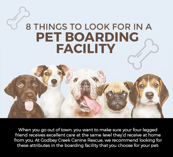 8 Things to Look for in a Pet Boarding Facility [infographic]