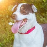 Rescue Dogs in Winston-Salem, North Carolina