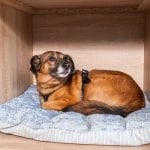 Animal Rescue Shelter in Mooresville, North Carolina